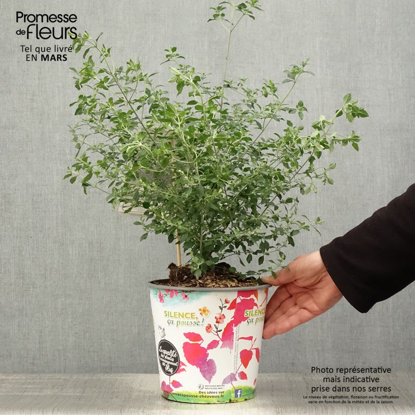 Prostanthera rotundifolia Maceta 4L/5L Ejemplar entregado en la primavera