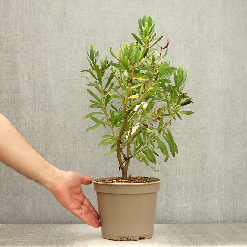 Ejemplar de Protea Clark's Red Maceta 4L/5L entregado en verano