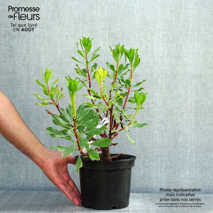 Ejemplar de Protea Pink Crown Maceta 4L/5L entregado en verano