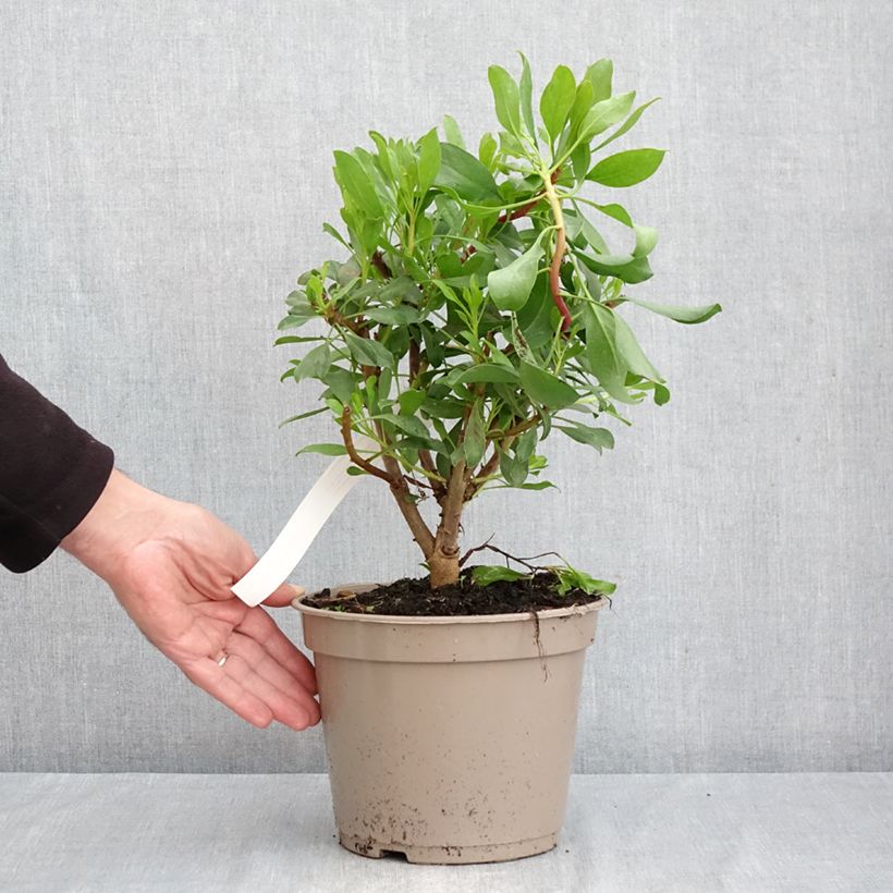 Ejemplar de Protea cynaroides - Protea rey Maceta 4L/5L entregado en otoño