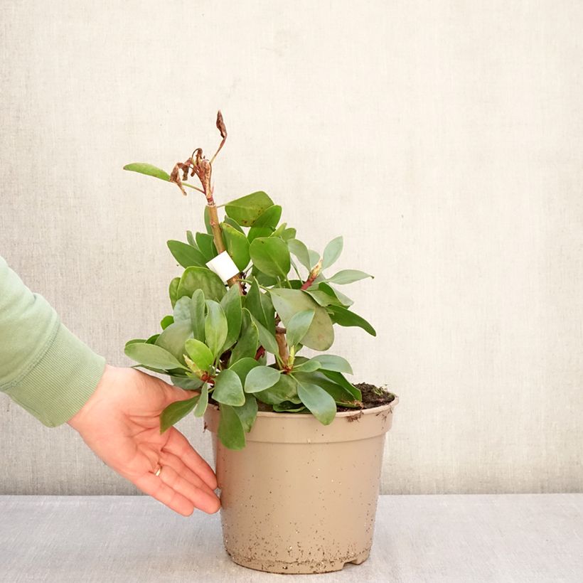 Protea cynaroides - Protea rey Maceta 4L/5L Ejemplar entregado en invierno