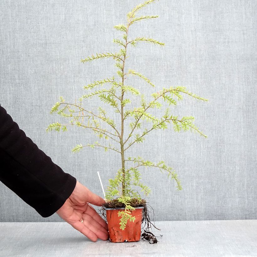 Tsuga heterophylla - Tsuga de Canadá Maceta de 8/9 cm Ejemplar entregado en la primavera