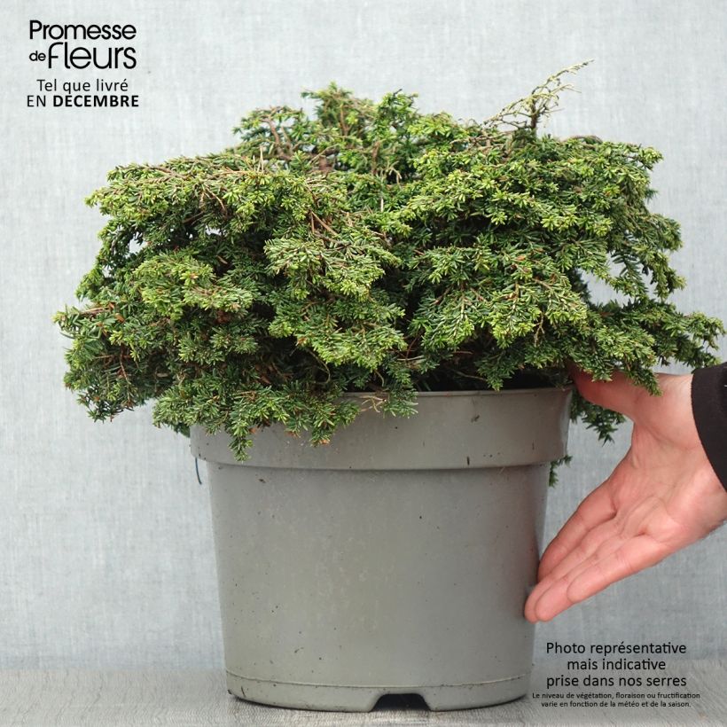 Ejemplar de Tsuga canadensis Popeleski - Falso abeto del Canadá Maceta 7,5L/10L entregado en otoño