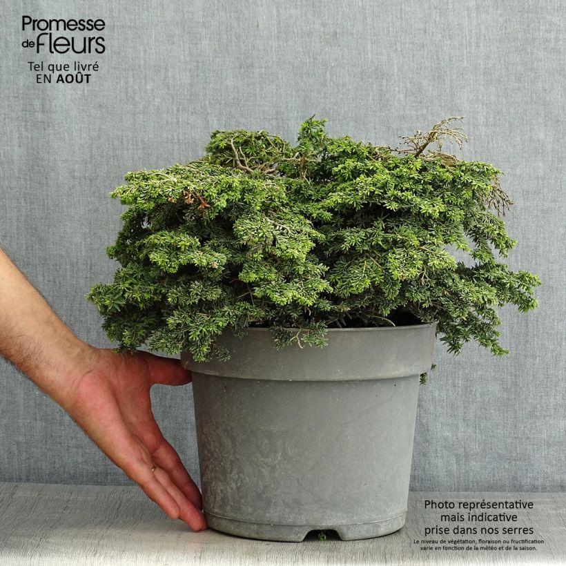 Ejemplar de Tsuga canadensis Popeleski - Falso abeto del Canadá Maceta 7,5L/10L entregado en verano