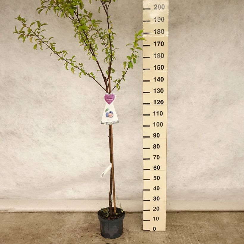 Ejemplar de Ciruelo Hauszwetsche Maceta 7,5L/10L, Medio tallo entregado en verano