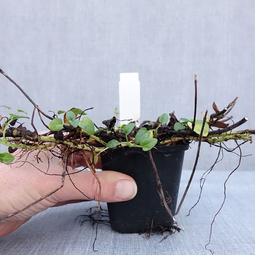 Prunella grandiflora White Loveliness Maceta de 8/9 cm Ejemplar entregado en invierno