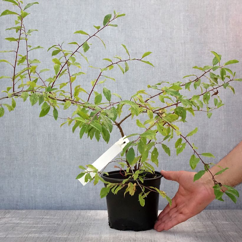 Ejemplar de Endrino - Prunus spinosa Maceta 2L/3L entregado en verano