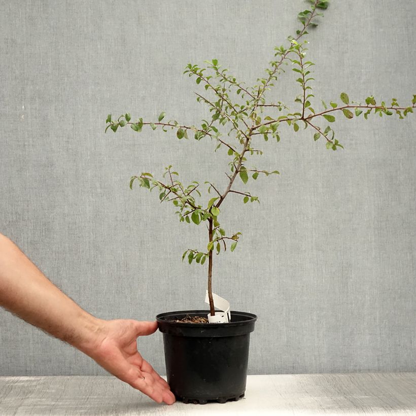 Ejemplar de Endrino - Prunus spinosa Maceta 3L/4L entregado en verano
