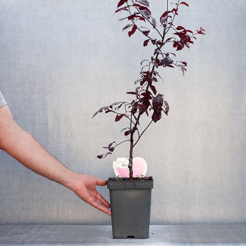 Ejemplar de Prunus cerasifera Nigra - Ciruelo de jardín Maceta 4L/5L, Tallo entregado en verano