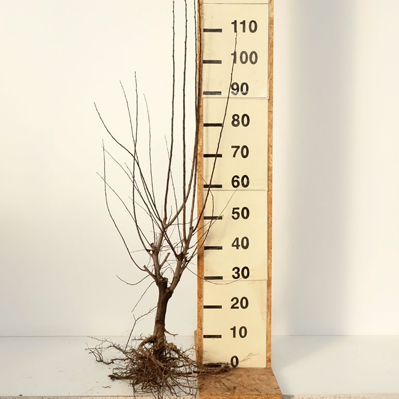 Prunus cerasifera Nigra - Ciruelo de jardín Raíces desnudas Ejemplar entregado en invierno