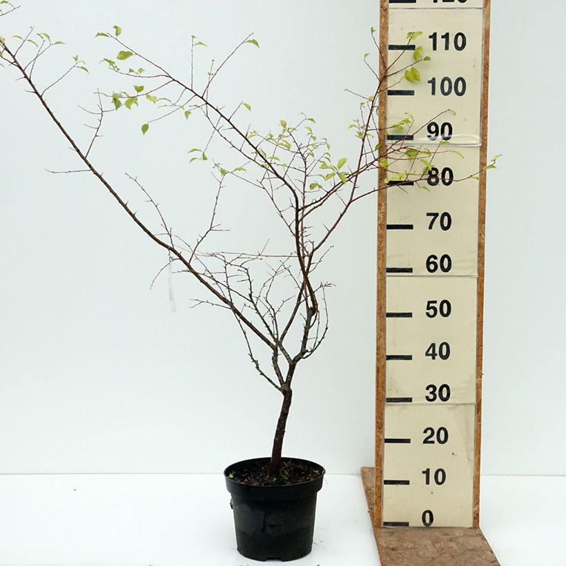 Ejemplar de Prunus cerasifera Złoty Obłok - Ciruelo de jardín Maceta 4L/5L entregado en otoño
