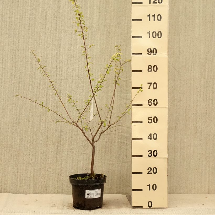 Ejemplar de Prunier à fleurs - Prunus cerasifera Złoty Obłok Pot de 4L/5L entregado en verano