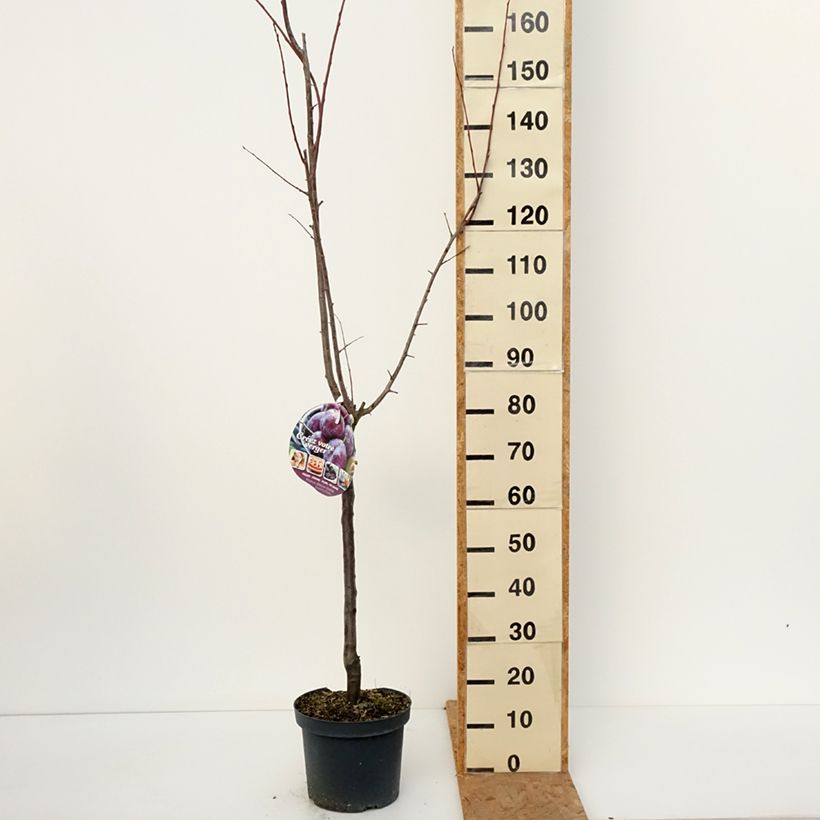 Ejemplar de Ciruelo Altesse Double Maceta 7,5L/10L, Copa entregado en otoño