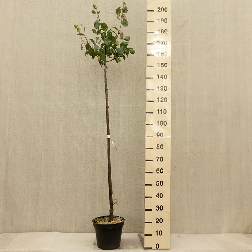 Ejemplar de Ciruelo Bleue de Belgique Maceta 7,5L/10L, Medio tallo entregado en otoño