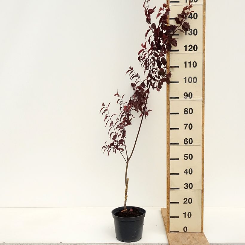 Prunus cerasifera Hollywood - Ciruelo de jardín Maceta 4L/5L Ejemplar entregado en la primavera