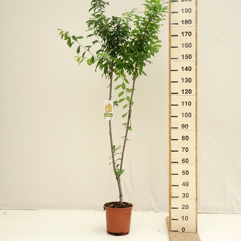 Prunier Duo Black Amber et Golden Japan Maceta 7,5L/10L Ejemplar entregado en la primavera