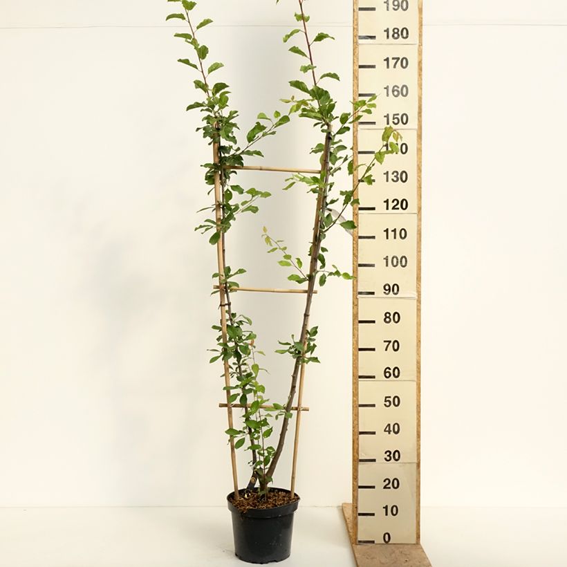 Ciruelo Opal, Victoria Maceta 7,5L/10L, Poda palmeta simple U Ejemplar entregado en la primavera