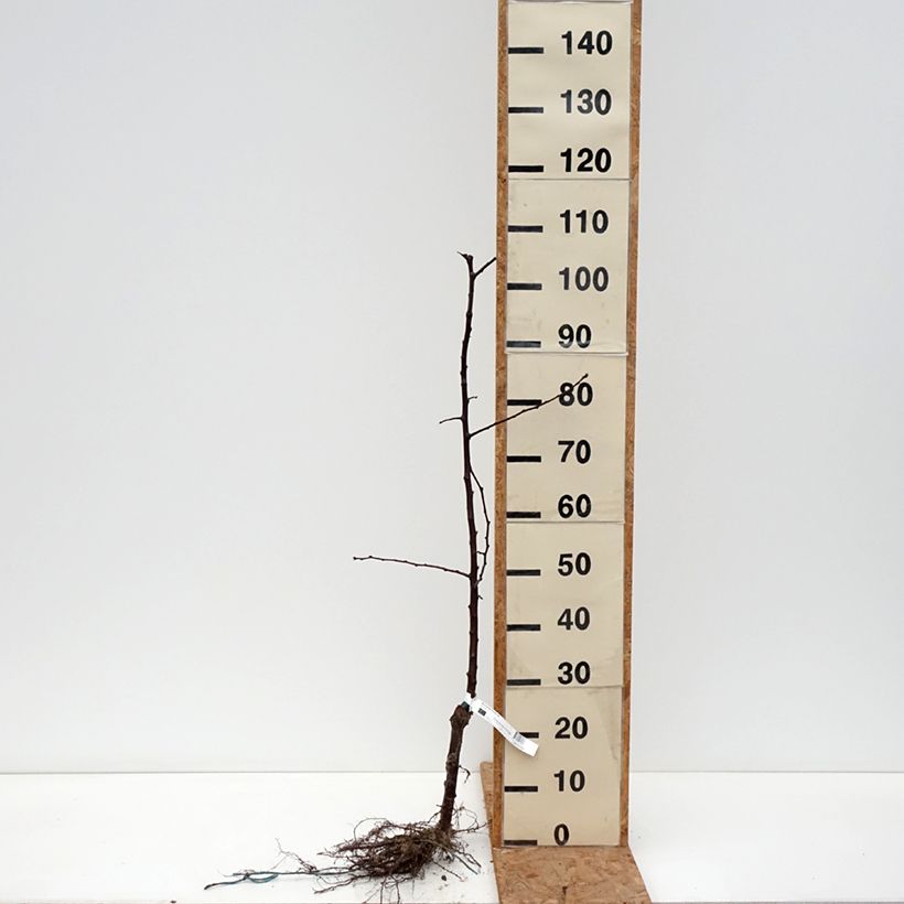 Ciruelo chino Black Amber Raíces desnudas, Vástago Ejemplar entregado en invierno