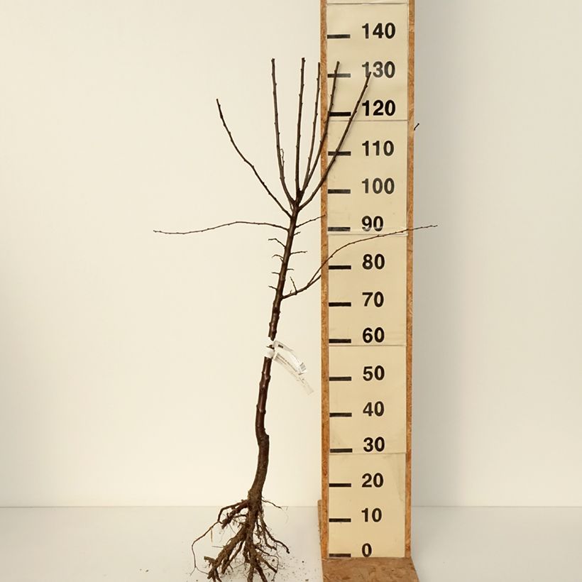 Ciruelo mirabel Mirabelle de Metz Raíces desnudas, Copa Ejemplar entregado en invierno