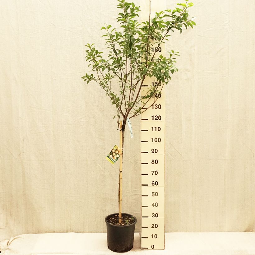 Ciruelo mirabel Mirabelle de Nancy Maceta 7,5L/10L, Medio tallo Ejemplar entregado en la primavera