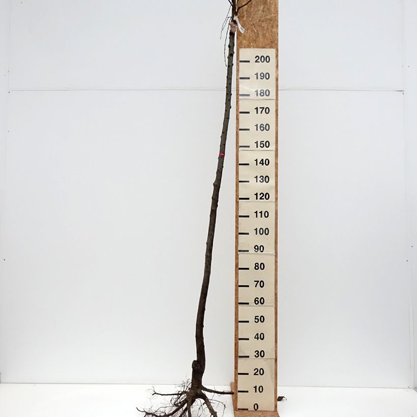 Ciruelo Mr. Hâtif Raíces desnudas, Tallo alto Ejemplar entregado en invierno