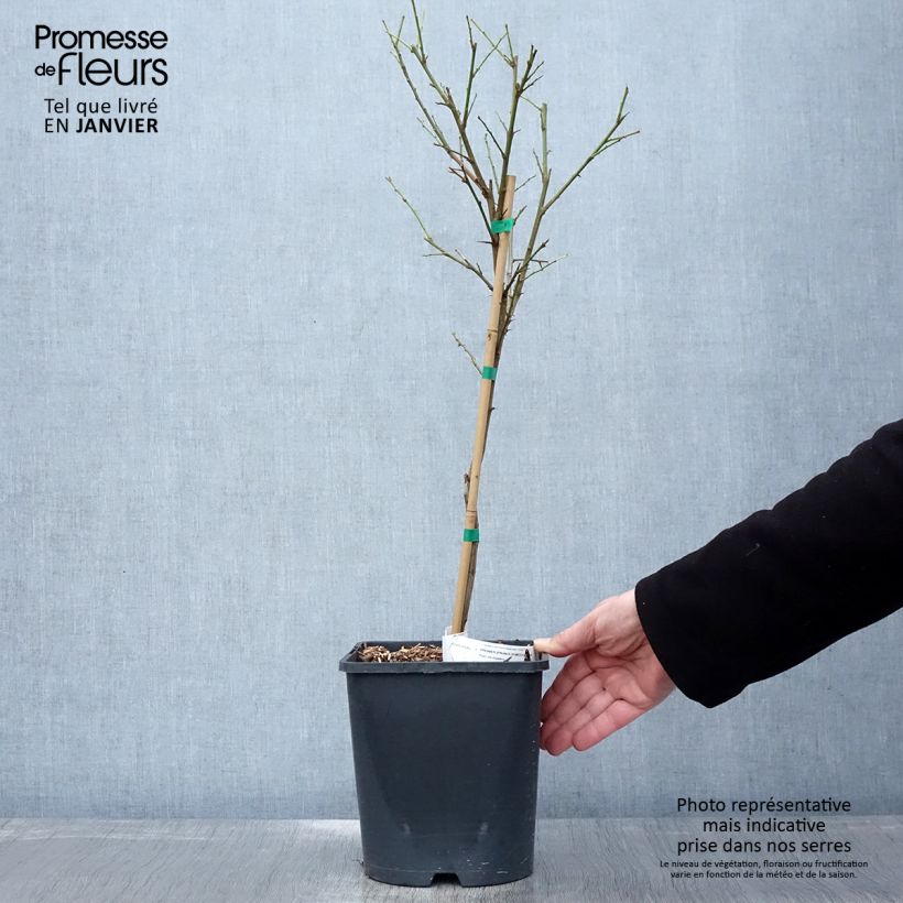 Ciruelo enano Fruit Me Plum Me Maceta 4L/5L, Enano Ejemplar entregado en invierno