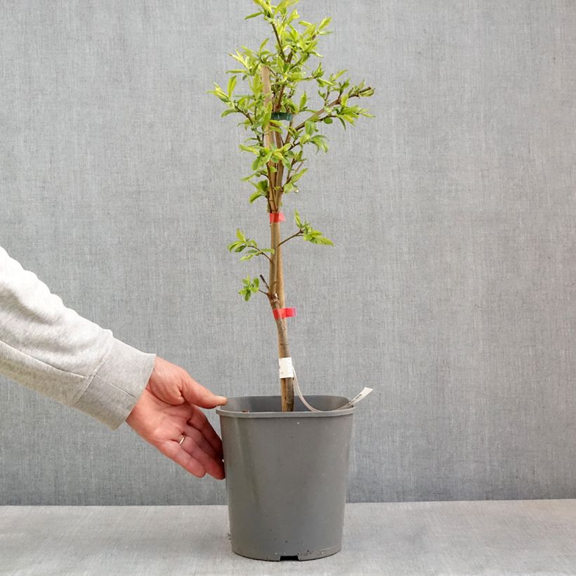 Ciruelo enano Fruit Me Plum Me Angeleno Maceta 4L/5L, Enano Ejemplar entregado en la primavera