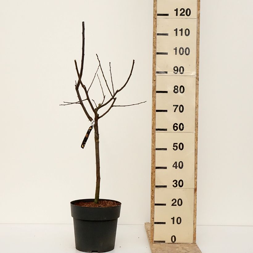 Ciruelo enano Hanna Maceta 7,5L/10L Ejemplar entregado en invierno