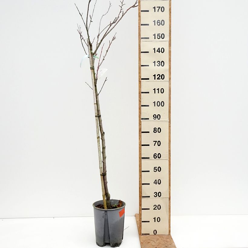 Ejemplar de Ciruelo Président Maceta 7,5L/10L, Medio tallo entregado en otoño