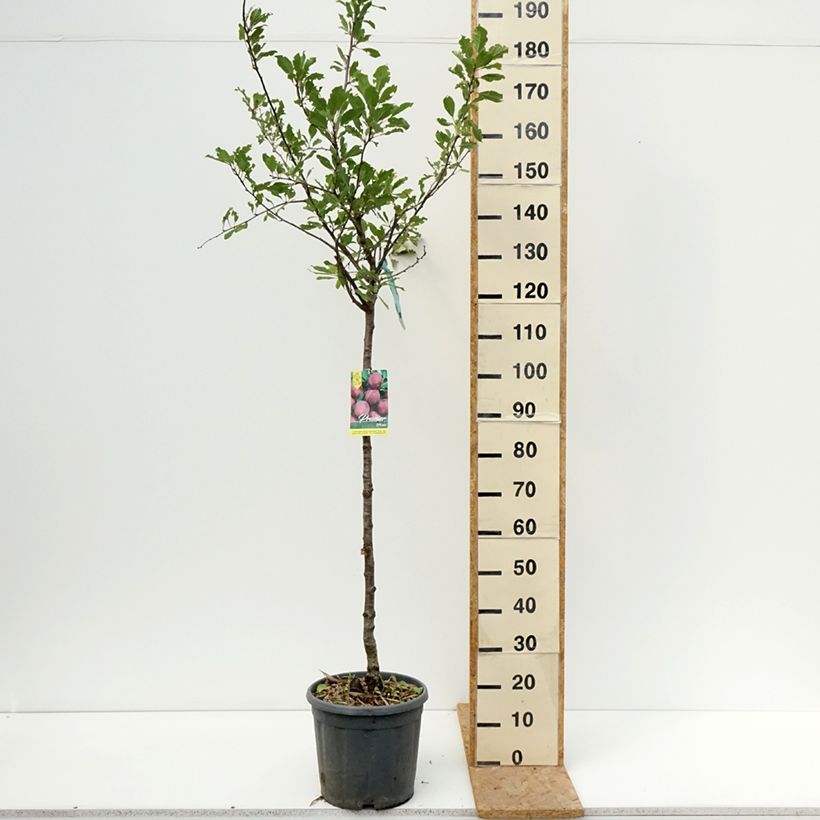 Ejemplar de Ciruelo Prune d'Ente Maceta 12L/15L, Medio tallo entregado en verano