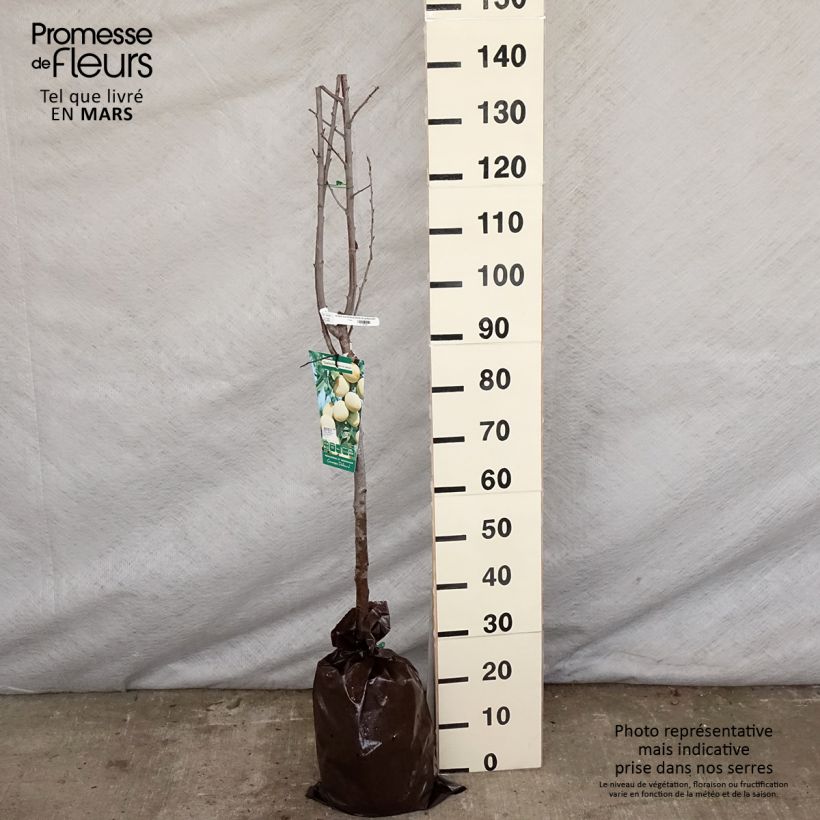 Ciruelo Quetsche Blanche de Létricourt Cepellón "listo para plantar", Medio tallo Ejemplar entregado en la primavera