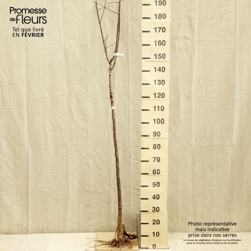 Ciruelo Quetsche Blanche de Létricourt Raíces desnudas, Medio tallo Ejemplar entregado en invierno