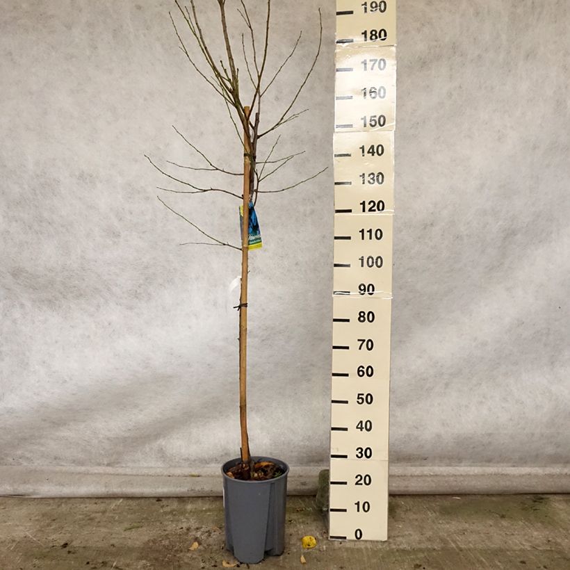Ejemplar de Ciruelo Quetsche d'Alsace Maceta 7,5L/10L, Medio tallo entregado en otoño