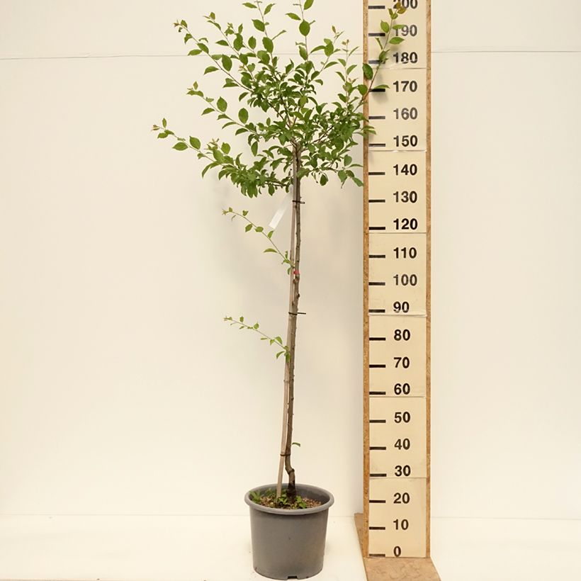 Ciruelo Quetsche d'Alsace Maceta 7,5L/10L, Medio tallo Ejemplar entregado en la primavera