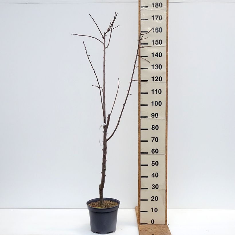 Ejemplar de Ciruelo Reine Claude de Juillet Maceta 7,5L/10L, Copa entregado en otoño