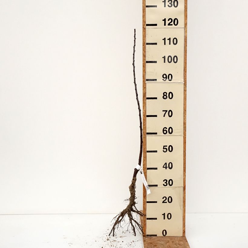 Ciruelo Reine Claude Diaphane Raíces desnudas, Vástago Ejemplar entregado en invierno