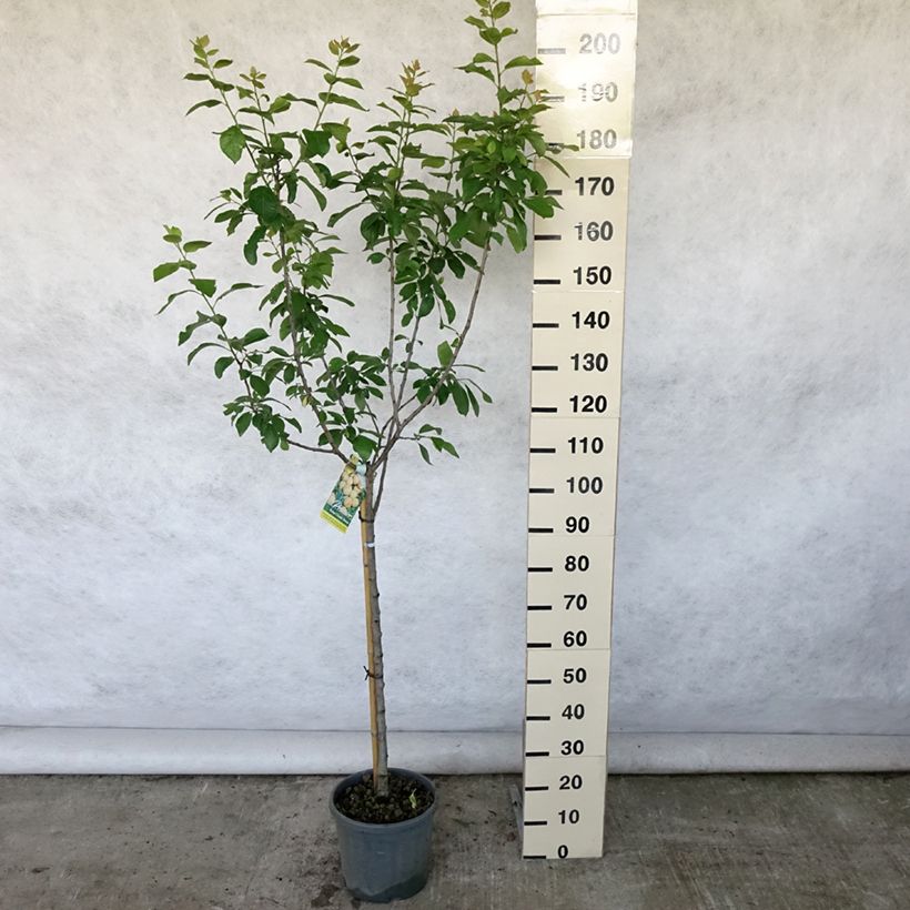 Ejemplar de Ciruelo Reine Claude Dorée ou verte Maceta 7,5L/10L, Copa entregado en verano