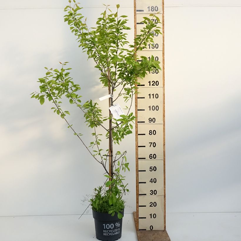 Prunus domestica Tipala - Ciruelo europeo Maceta 7,5L/10L, Copa Ejemplar entregado en la primavera