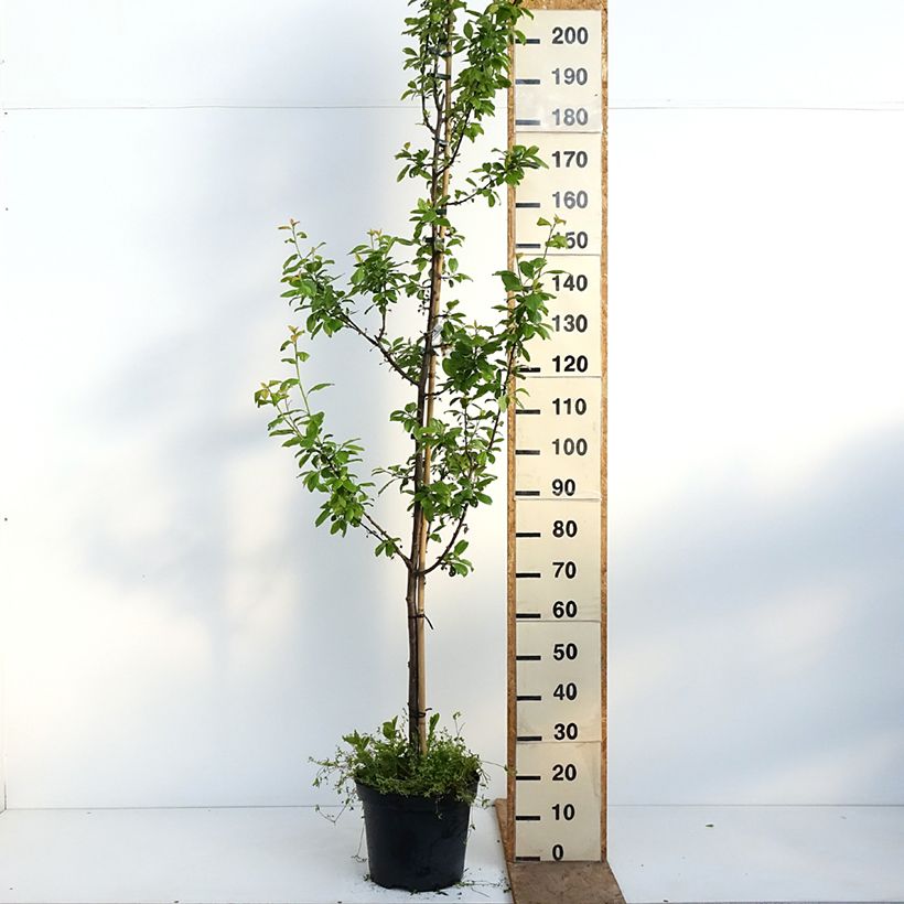 Ciruelo Węgierka Dąbrowicka Maceta 7,5L/10L, Copa Ejemplar entregado en la primavera