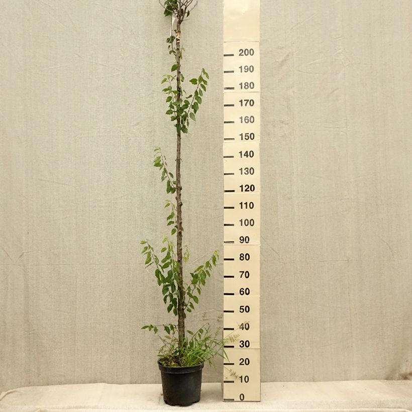 Ejemplar de Ciruelo Wignon Maceta 7,5L/10L, Tallo alto entregado en otoño