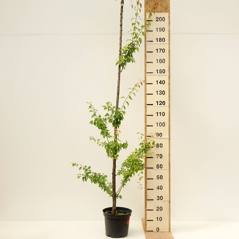 Ciruelo Wignon Maceta 7,5L/10L, Tallo alto Ejemplar entregado en la primavera