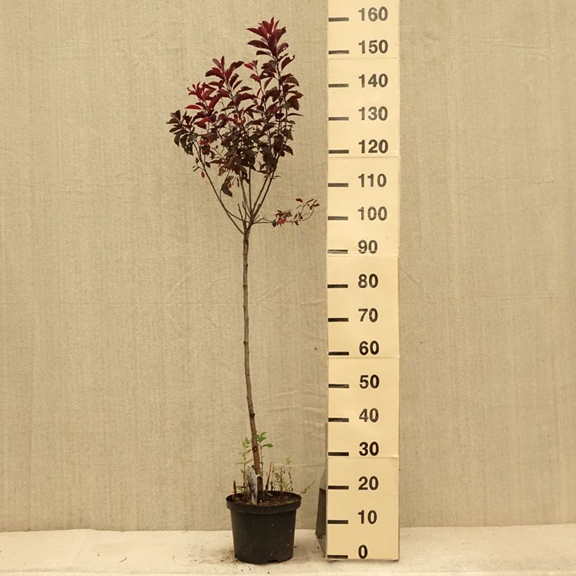 Ejemplar de Prunus cistena - Cerezo de arena hoja púrpura Maceta 4L/5L, Tallo entregado en verano