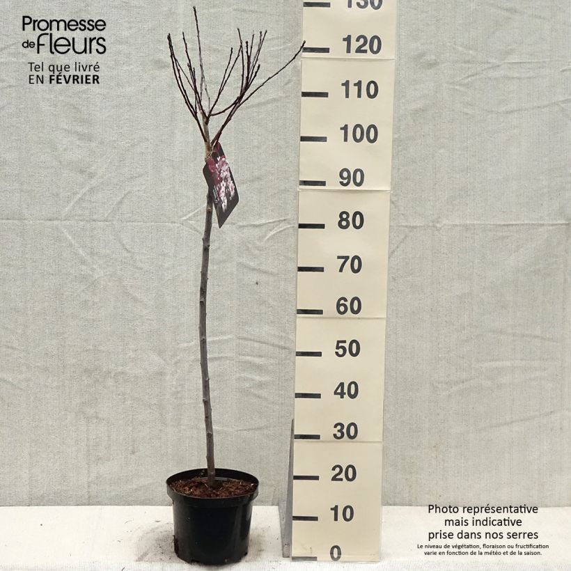 Prunus cistena - Cerezo de arena hoja púrpura Maceta 4L/5L Ejemplar entregado en invierno
