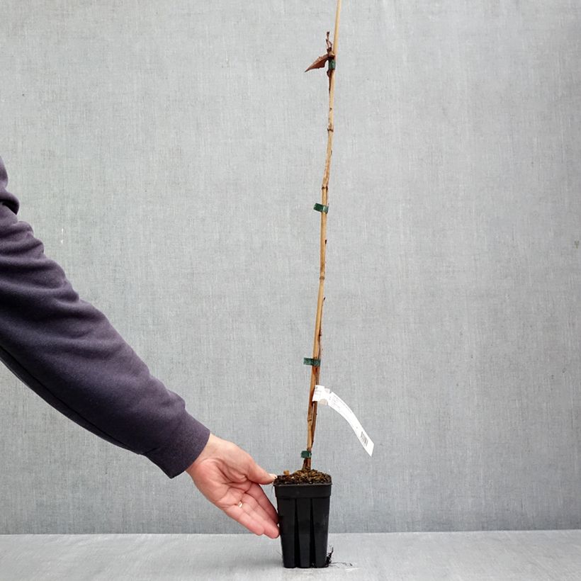 Ejemplar de Cerezo de flor First Blush Maceta 1L/1,5L entregado en otoño