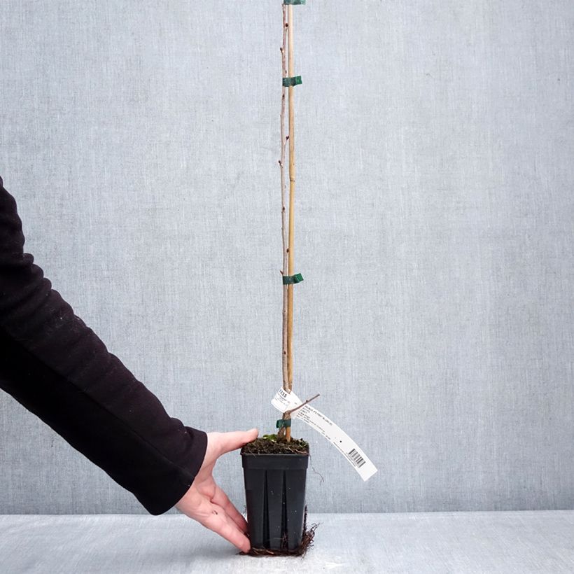 Cerezo de flor First Blush Maceta 1L/1,5L Ejemplar entregado en invierno