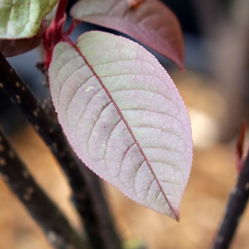 Prunus padus Colorata - Cerezo de racimos (Follaje)