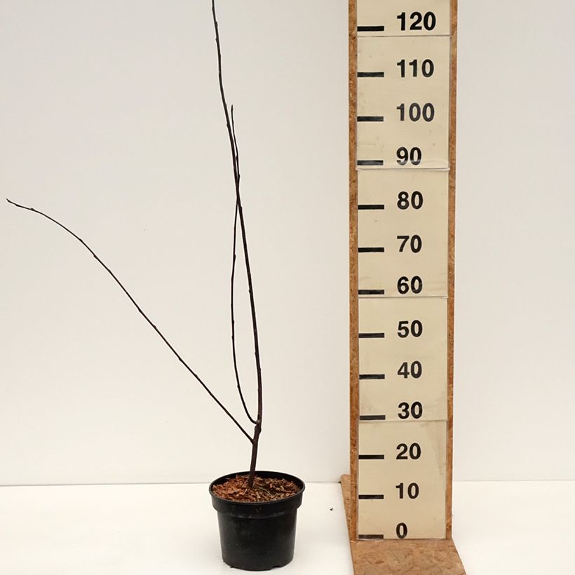 Ejemplar de Prunus padus Colorata - Cerezo de racimos Maceta 4L/5L entregado en otoño