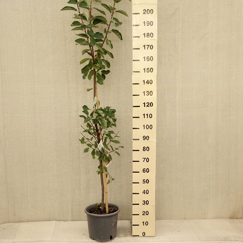 Ejemplar de Prunus padus Le Thoureil - Cerezo de racimos Maceta 12L/15L entregado en verano