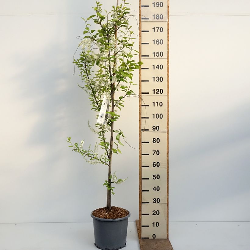 Prunus padus Le Thoureil - Cerezo de racimos Maceta 12L/15L Ejemplar entregado en la primavera