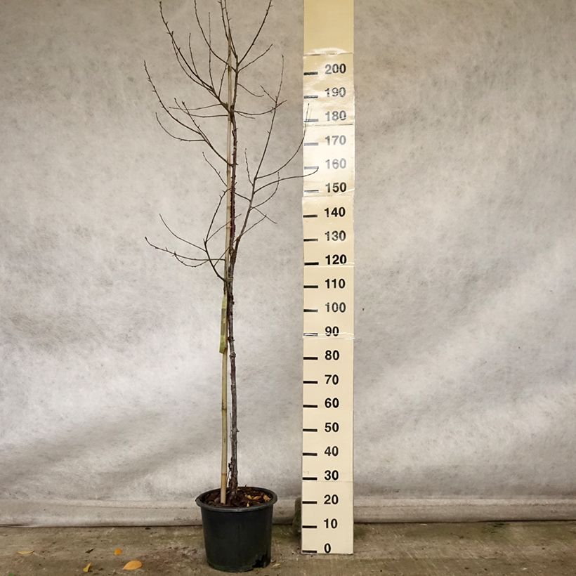 Ejemplar de Prunus serrula Amber Scots Maceta 7,5L/10L entregado en otoño